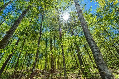 Wooded area - Ch. Des Hiboux, Mont-Blanc, QC 