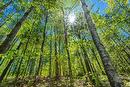 Wooded area - Ch. Des Hiboux, Mont-Blanc, QC 