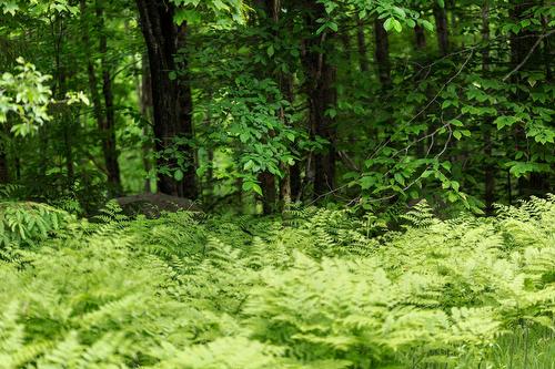 Wooded area - Ch. Des Hiboux, Mont-Blanc, QC 