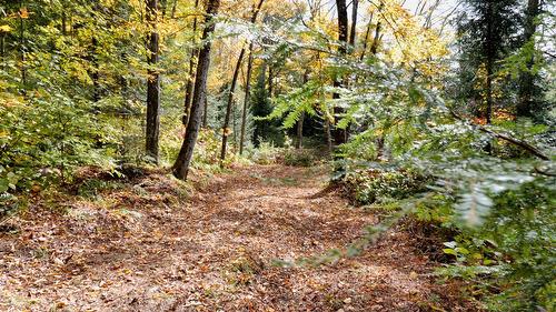 Boisé - Ch. Des Pics-Verts, Mont-Blanc, QC 
