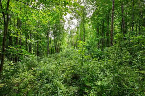 Boisé - Ch. Des Pics-Verts, Mont-Blanc, QC 