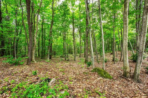 Boisé - Ch. Des Pics-Verts, Mont-Blanc, QC 