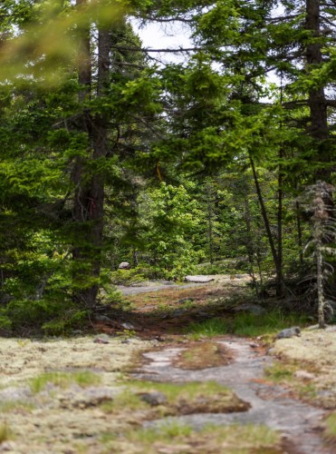 Boisé - Ch. Des Alouettes, Mont-Blanc, QC 