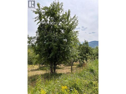 fruit trees - 2715 3B Highway, Rossland, BC 