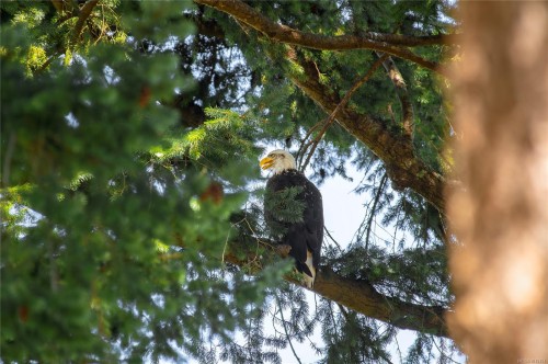 1093 Ash St, Campbell River, BC 