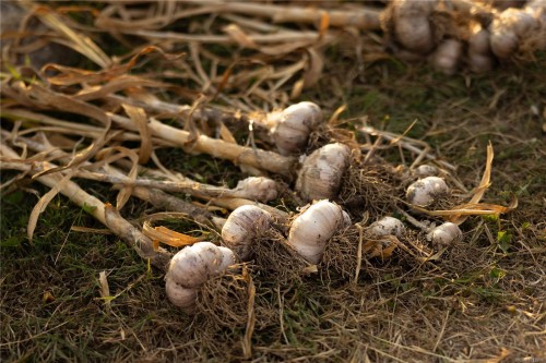 7756 West Saanich Rd, Central Saanich, BC 