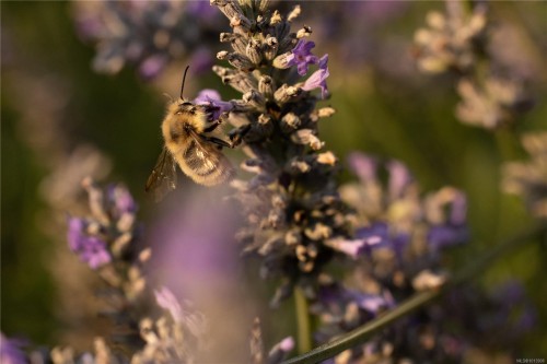 7756 West Saanich Rd, Central Saanich, BC 