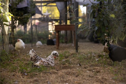 7756 West Saanich Rd, Central Saanich, BC 