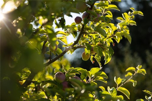 7756 West Saanich Rd, Central Saanich, BC 