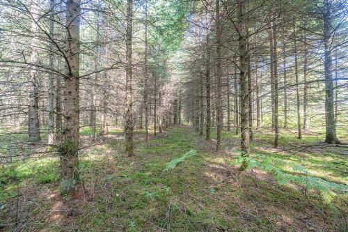 Land/Lot - Mtée Kavanagh, Mont-Tremblant, QC 