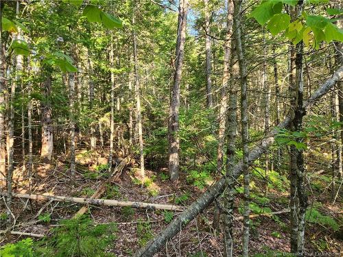 - Route 101, Clarendon, NB 