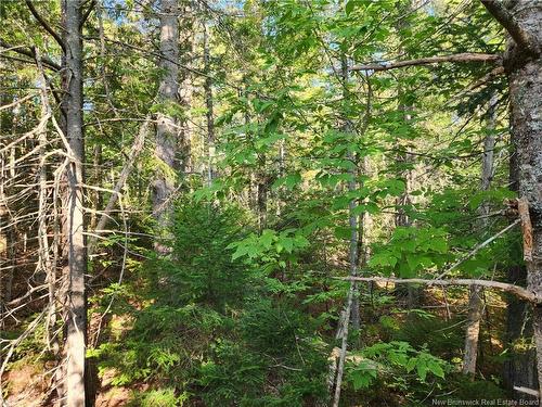 - Route 101, Clarendon, NB 