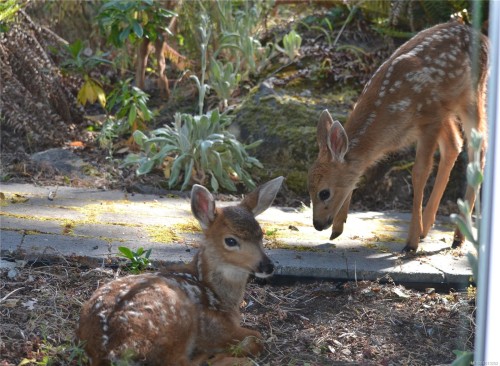 2710 Sea View Rd, Saanich, BC 