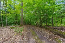 Trail to back of property. - 