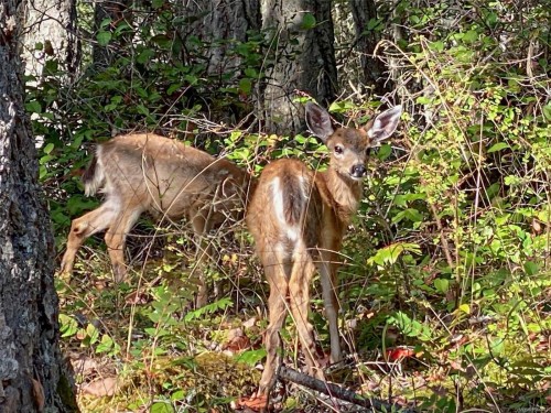 155 Liberty Hall Lane, Salt Spring, BC 