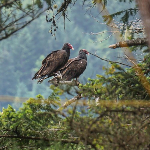 155 Liberty Hall Lane, Salt Spring, BC 