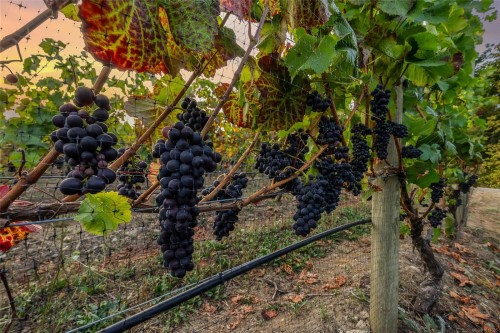 6552 North Rd, Duncan, BC 