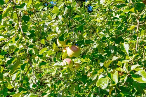 3570 Auchinachie Rd, Duncan, BC - Outdoor