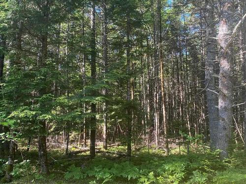 Lot Pid60493061 Huey Lake Road, Mount Pleasant, NS 