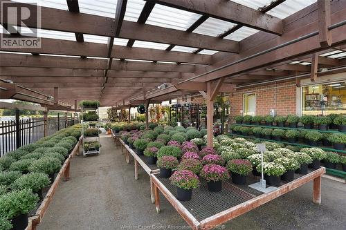 585 Seacliff Drive, Kingsville, ON 