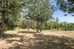 Mature apple tgrove - 