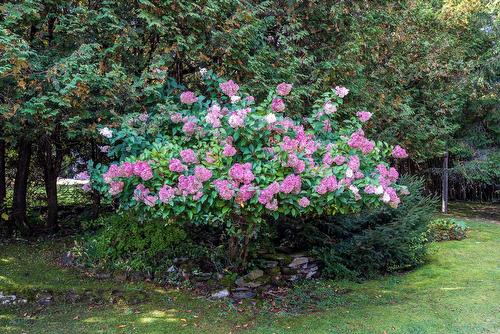 Jardin - 15 Rue Lynch, Lac-Brome, QC - Outdoor