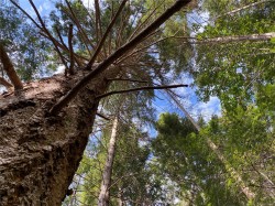 LT 39 Jackpine St  Gabriola Island, BC V0R 1X1