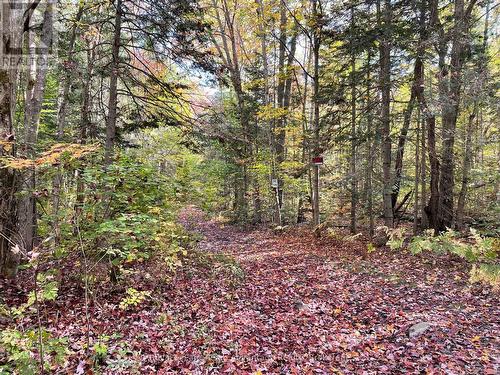 Lt 23 Con 10, Carling, ON 