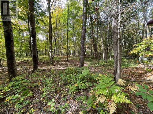 Lt 23 Con 10, Carling, ON 