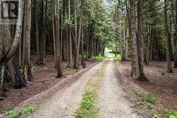 A picturesque winding laneway - 