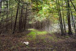 Wander in your private woodland - 