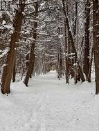Clear trails even during the winter - 