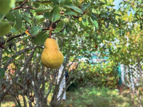 4927 Neill St, Port Alberni, BC 