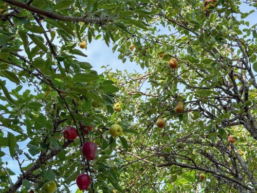 4927 Neill St, Port Alberni, BC 