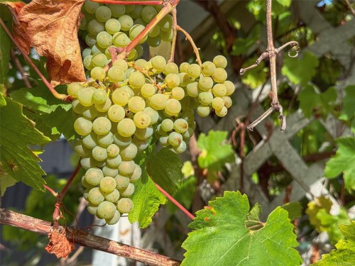 4927 Neill St, Port Alberni, BC 