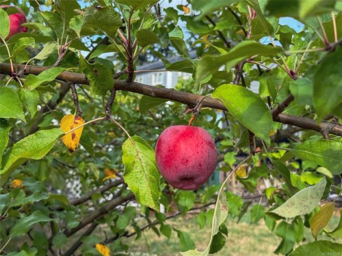 4927 Neill St, Port Alberni, BC 