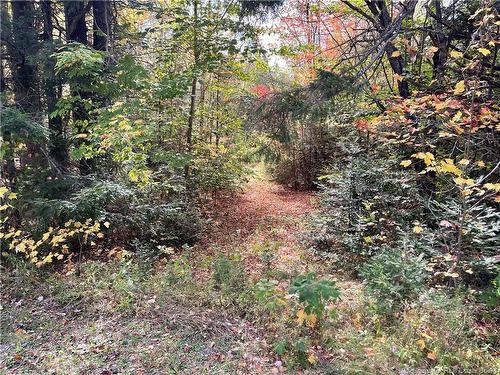 Lot Clatter Rd, Rollingdam, NB 