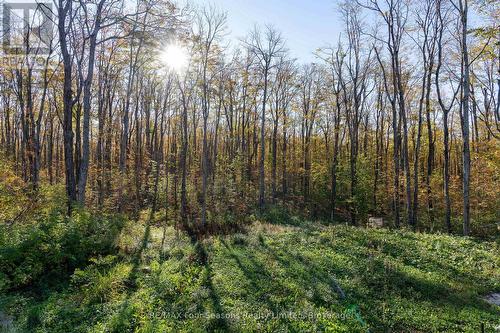 Surrounded by nature - 589108 Grey Road 19, Blue Mountains, ON - Outdoor With View