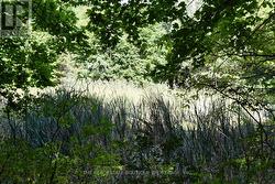 Serene Pond at back of property - 