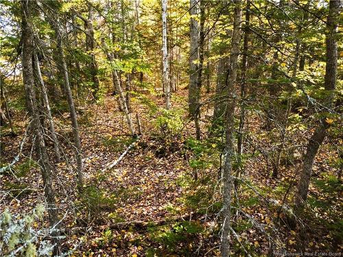 867 Pine Glen Rd, Riverview, NB 