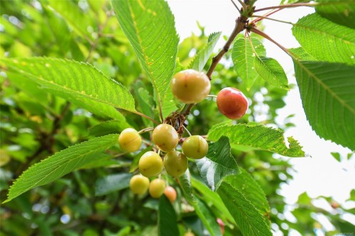 4740 Island Hwy North, Courtenay, BC 