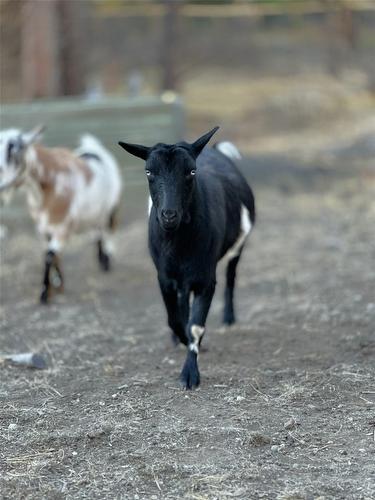 7502 Highway 95A, Kimberley, BC -  With View