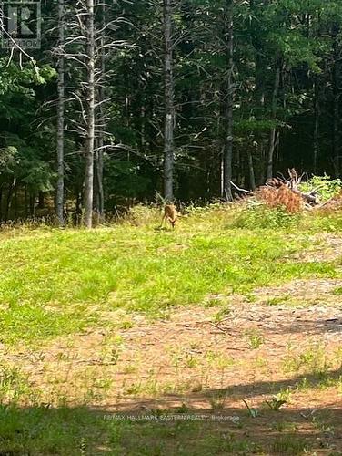 942 Balmer Road, North Kawartha, ON 