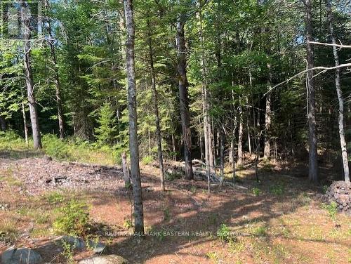 942 Balmer Road, North Kawartha, ON 