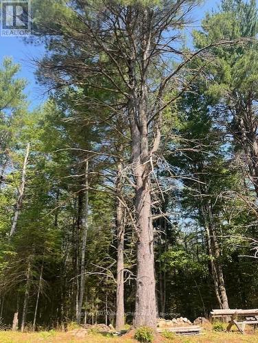 942 Balmer Road, North Kawartha, ON 