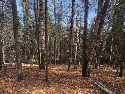 Land/Lot - Ch. De La Sauvagine, Mont-Blanc, QC 