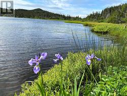 0 Farm Pond Road  Port Rexton, NL A0C 0B0