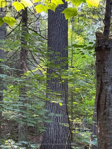 732 Old Barry'S Bay Road, Madawaska Valley, ON 