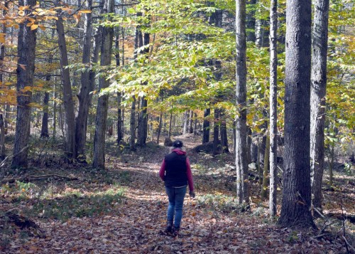 Terre à bois - 1099 Ch. De L'Achigan E., Sainte-Sophie, QC 