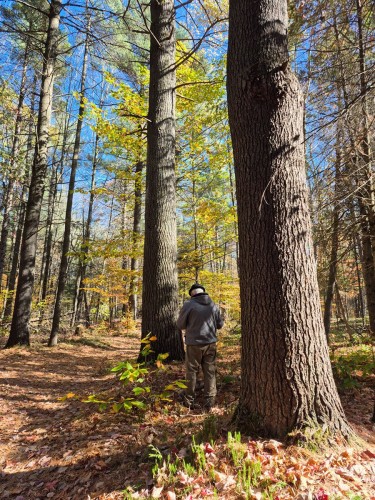 Terre à bois - 1099 Ch. De L'Achigan E., Sainte-Sophie, QC 